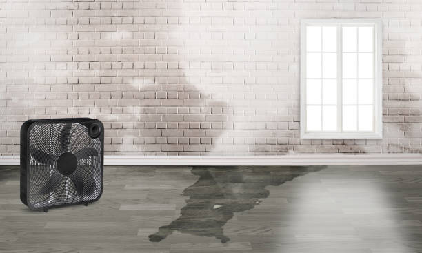 Best Water damage cleanup near me  in Wrightwood, CA