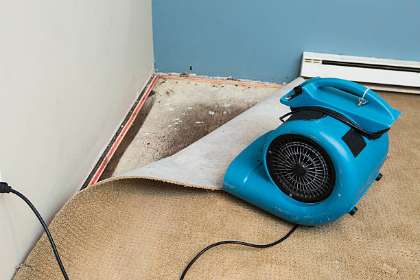Best Water damage restoration specialists  in Wrightwood, CA
